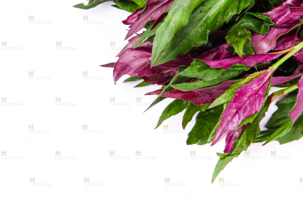 浅底上放着紫背菜