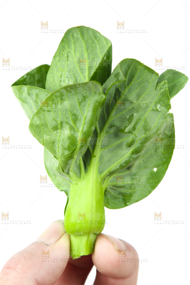 手里拿着小青菜