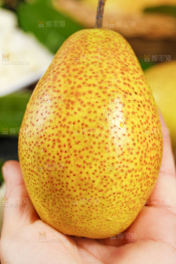 手拿新鲜红香酥梨