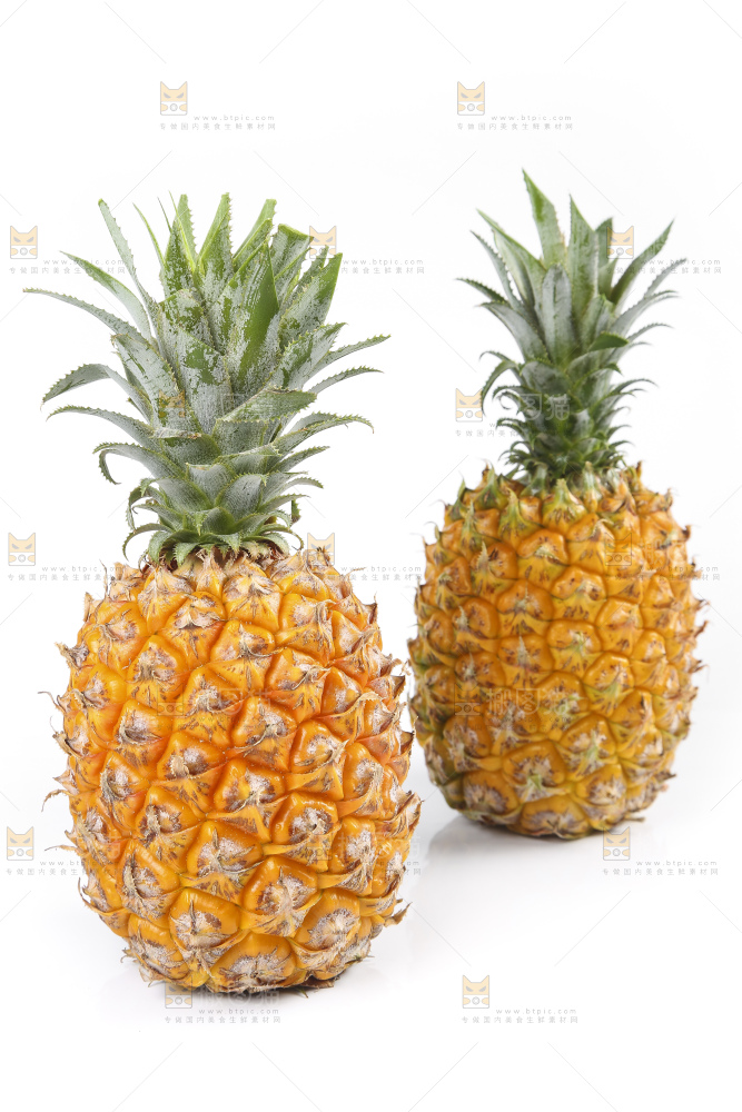 白底上的徐闻菠萝