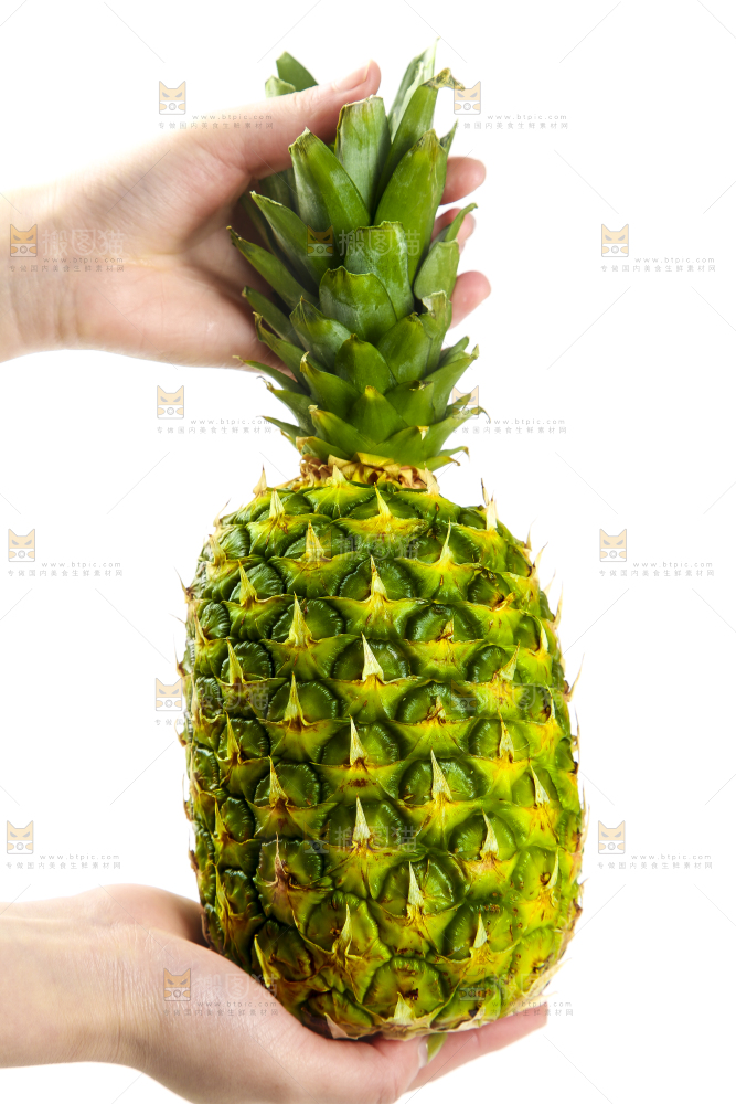 手里拿着海南金钻凤梨