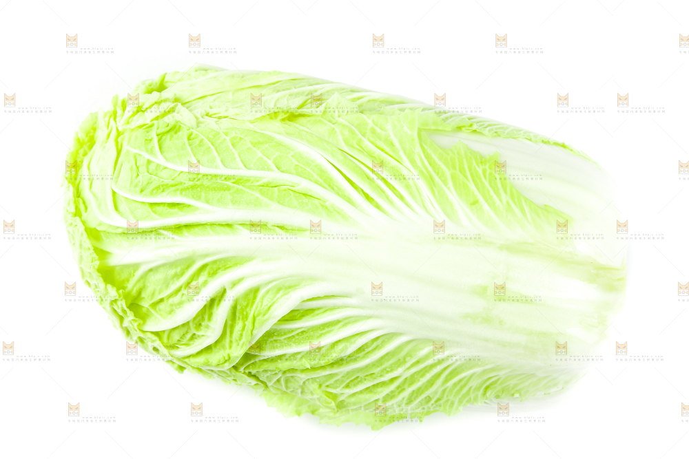 白底上的新鲜大白菜
