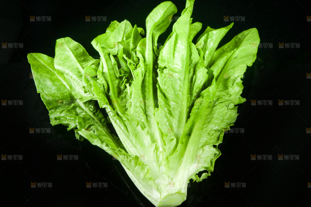 黑底上摆放着油麦菜