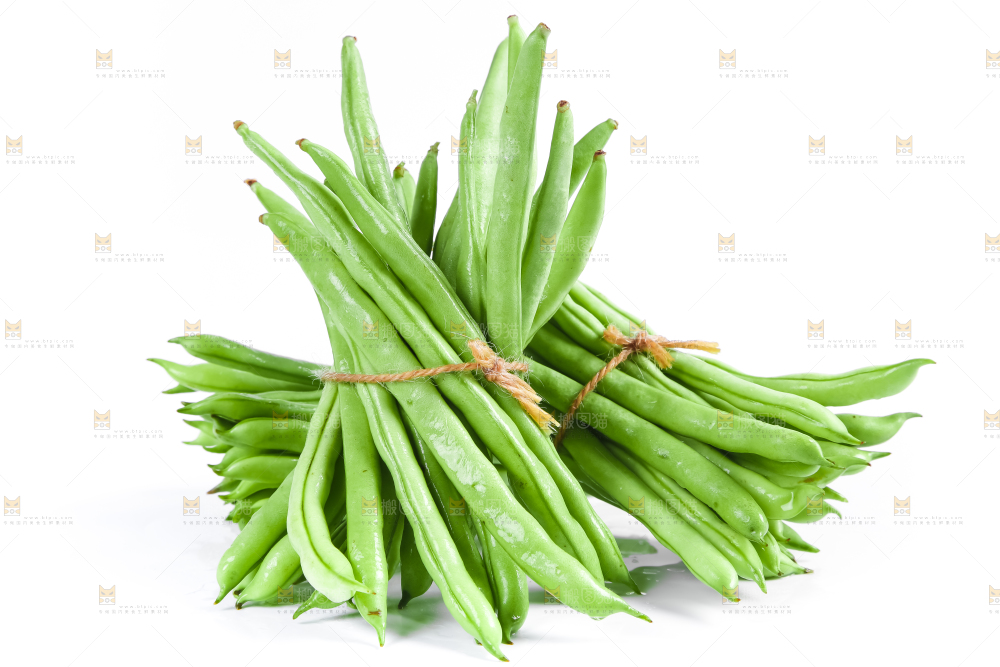 新鲜陕西四季豆放在白底上