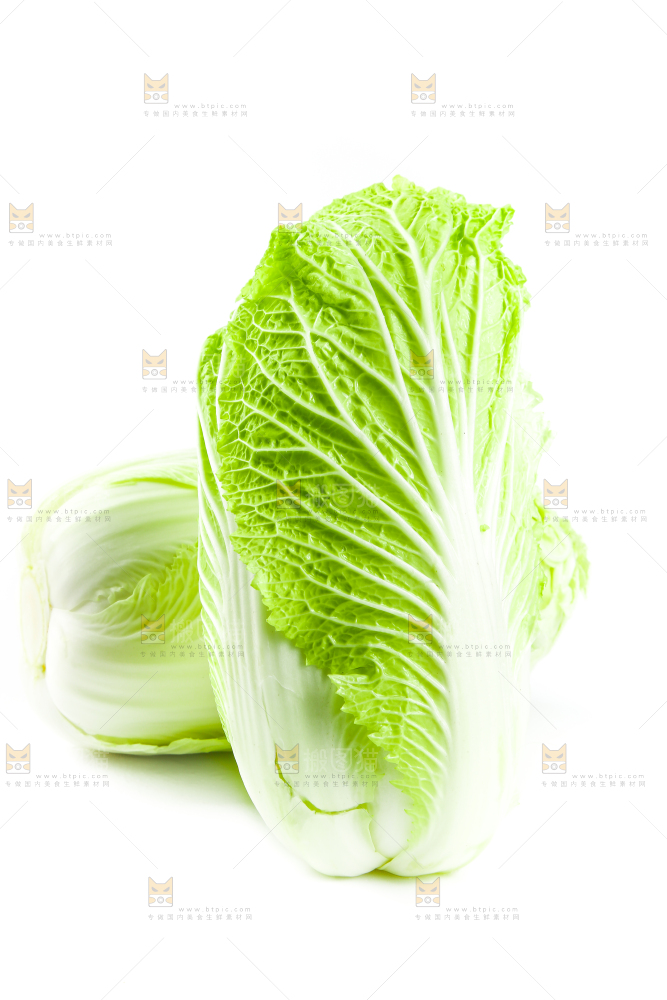 白底上的新鲜大白菜