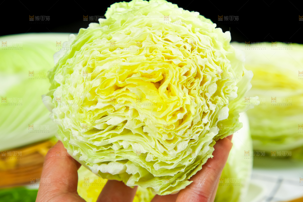 手上拿着大白菜