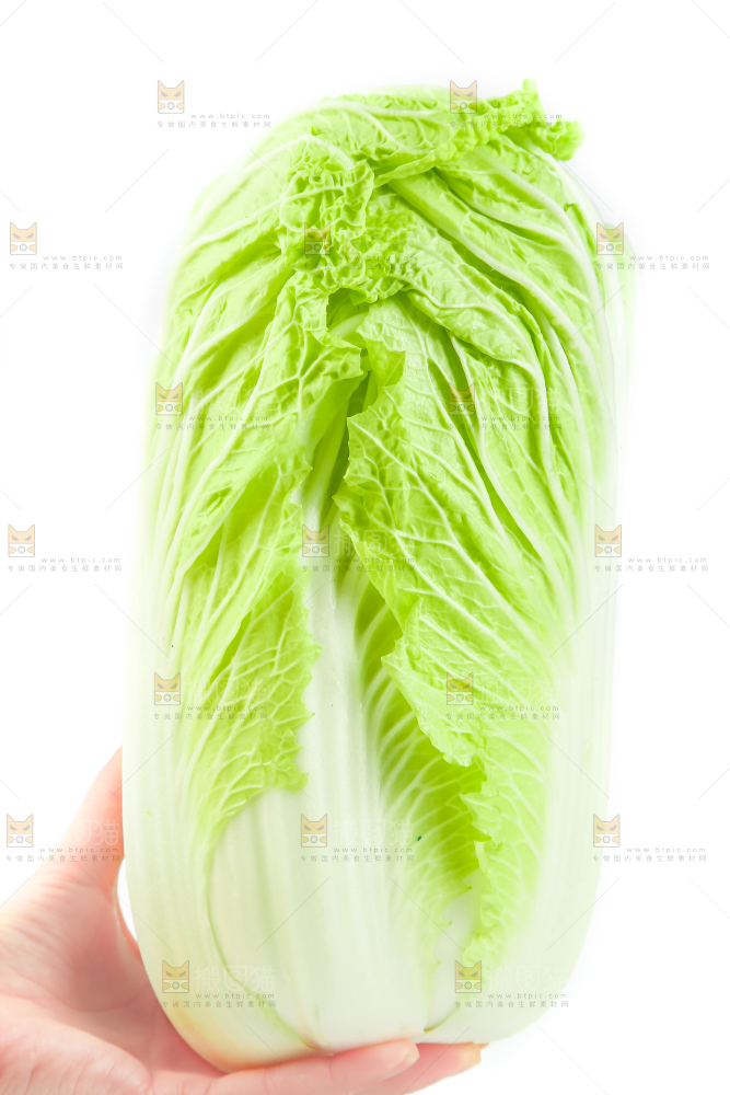 手里拿着山东大白菜
