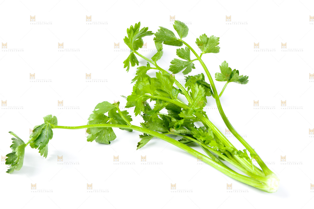 白底上的小芹菜