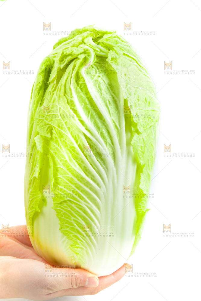 手里拿着山东大白菜