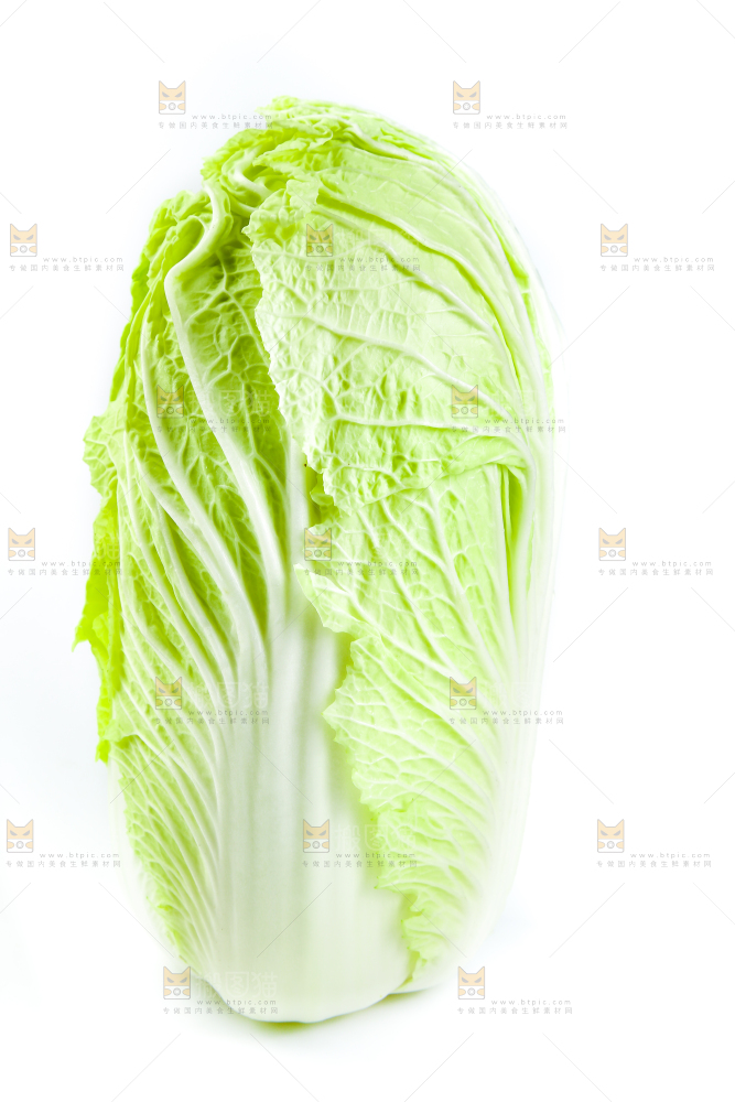 白底上放着大白菜