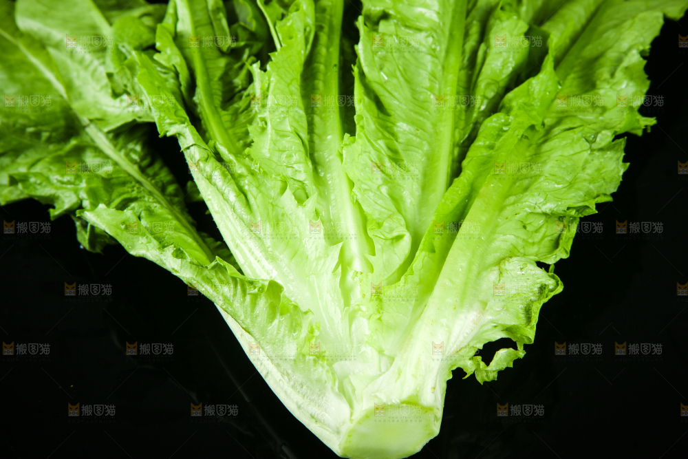 黑底上摆放着油麦菜