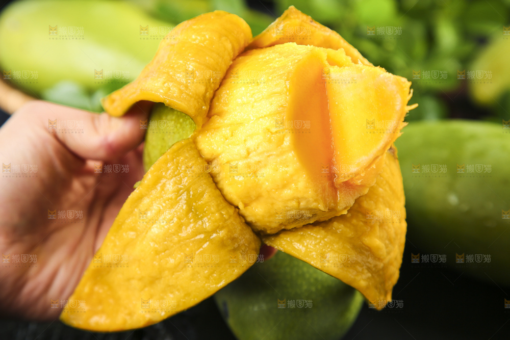 手拿剥皮的运南进口大青芒