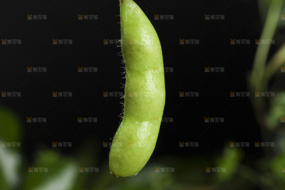 深底上放着云南毛豆