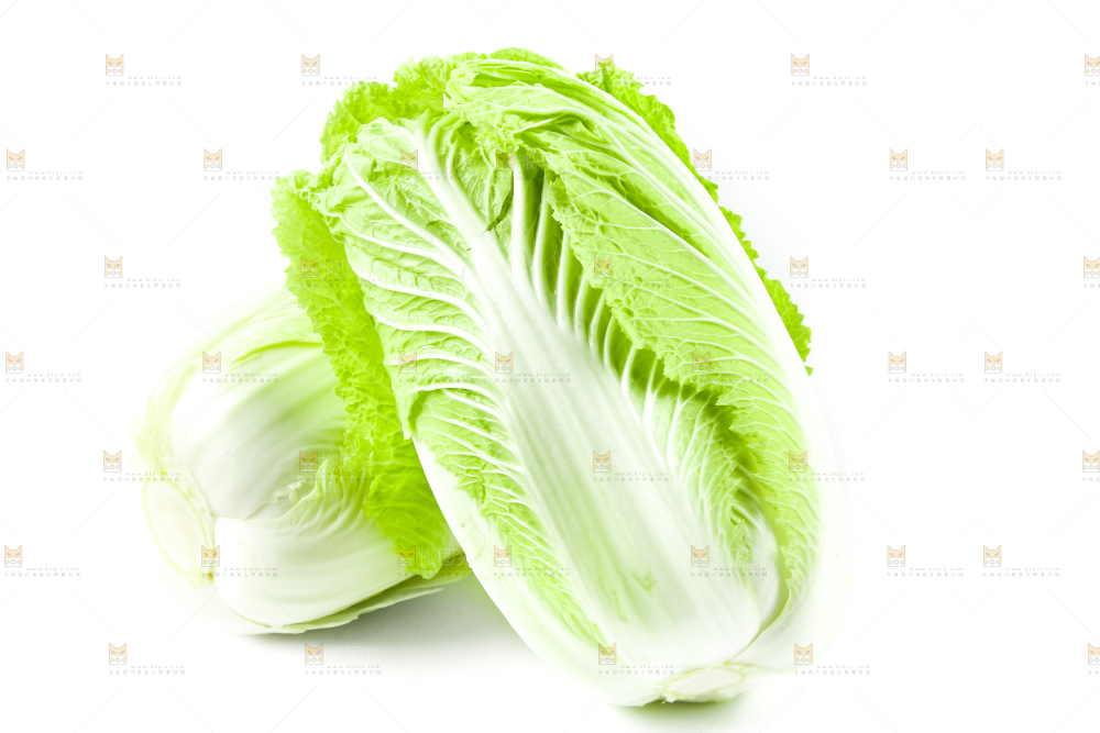 白底上的新鲜大白菜
