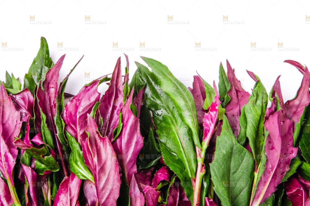 浅底上放着紫背菜