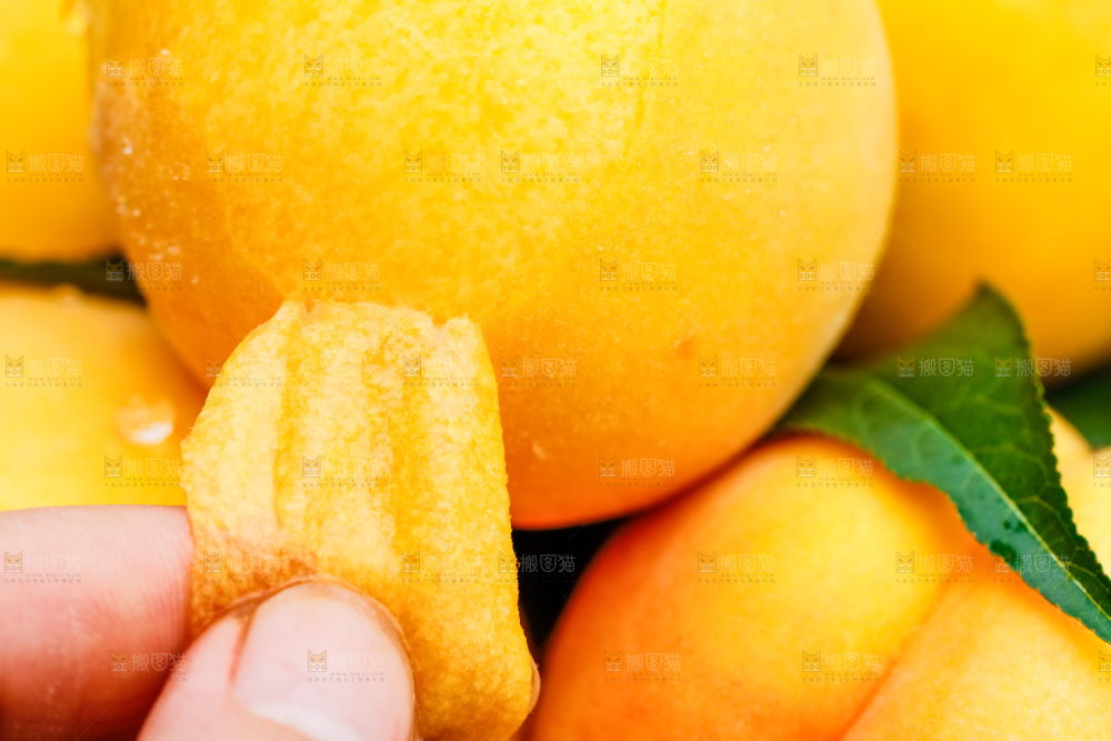 剥皮的了黄肉毛桃