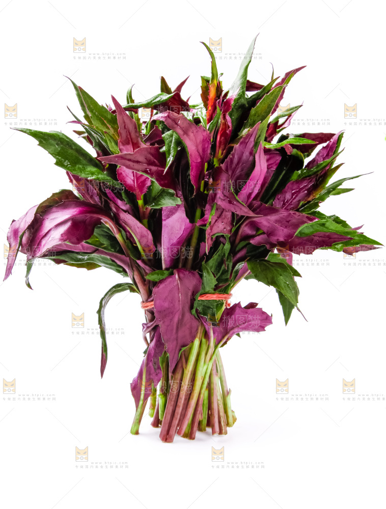 白底上摆放着血皮菜