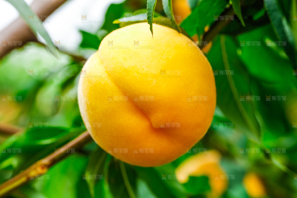 桃树上结的黄桃
