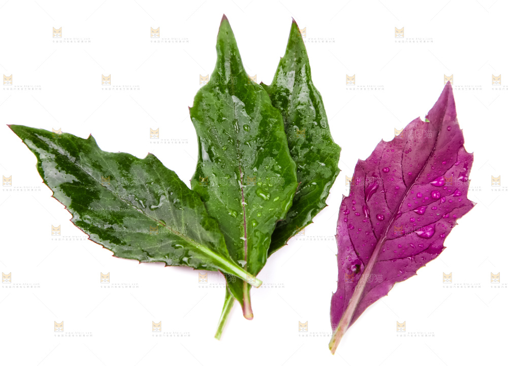 白底上摆放着血皮菜