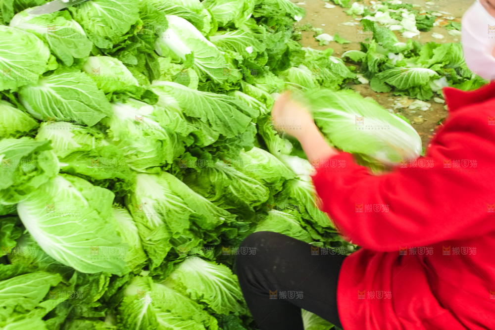 一堆新鲜白菜