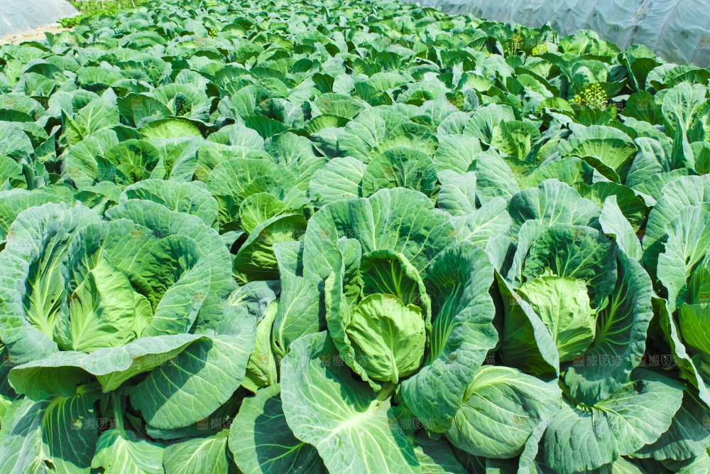 地里种着包菜