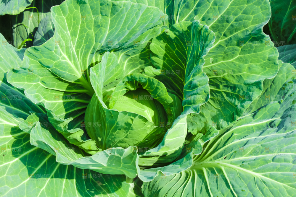 地里种着包菜
