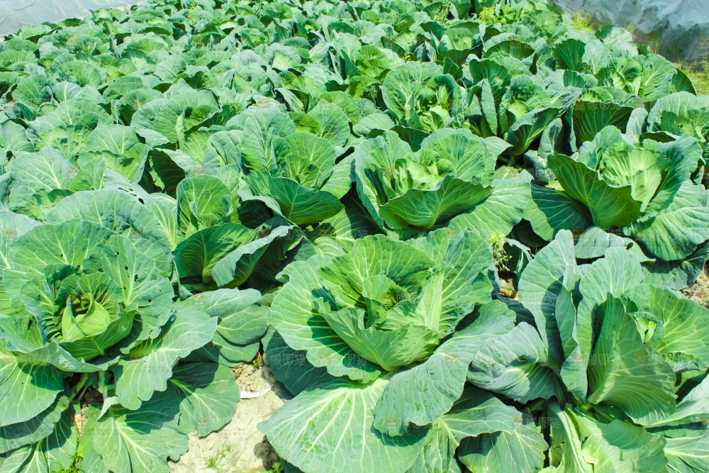 地里种着包菜