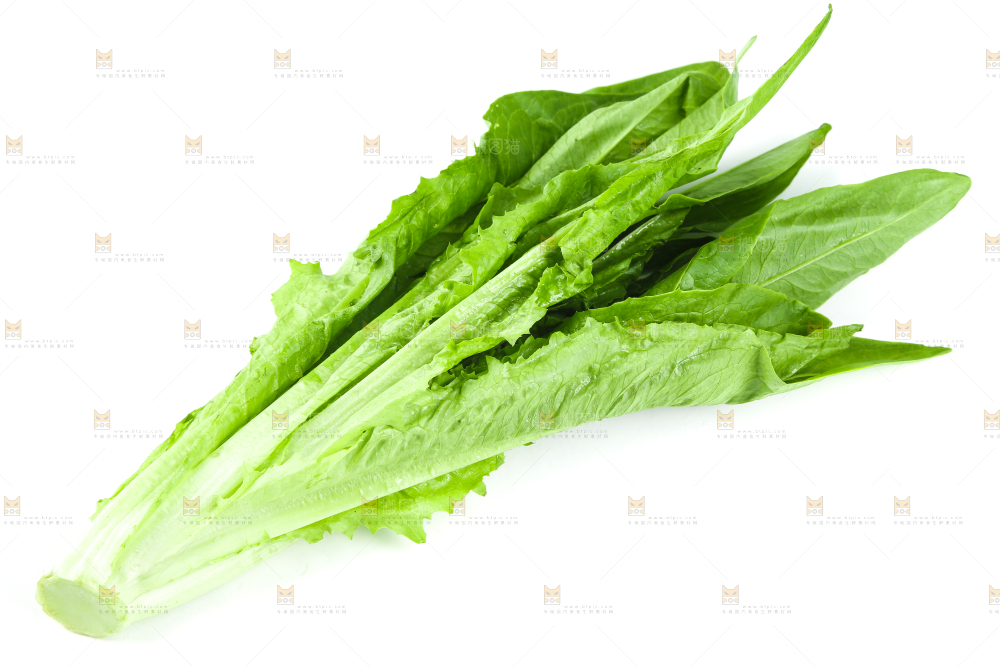 白底上摆放着油麦菜