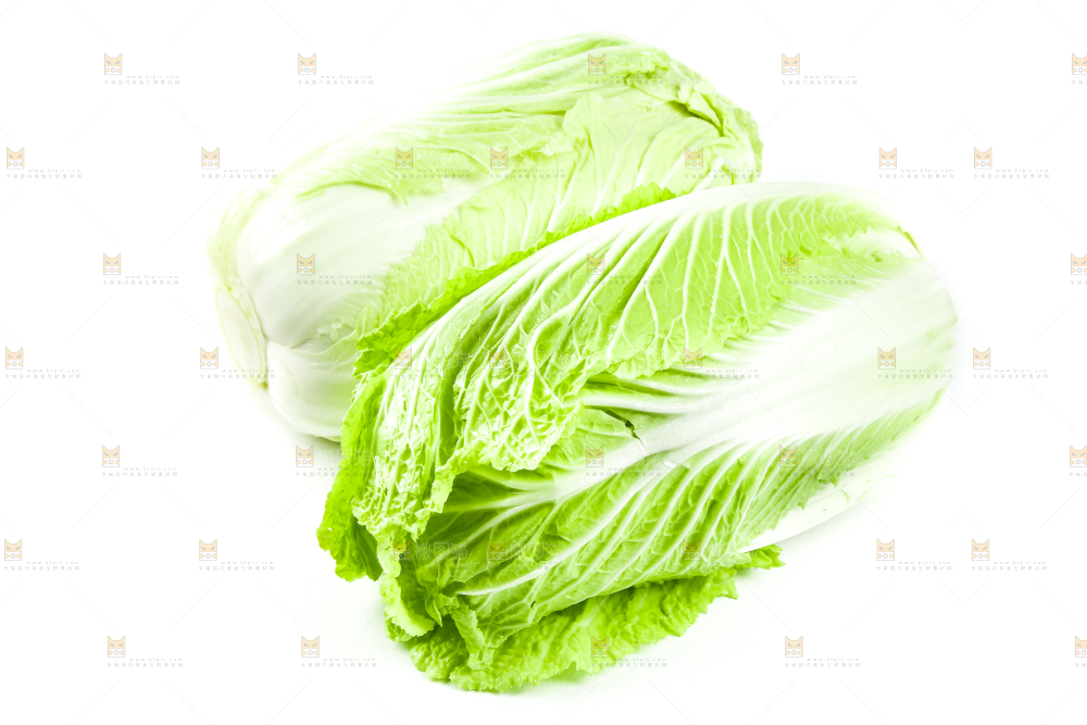 白底上的新鲜大白菜