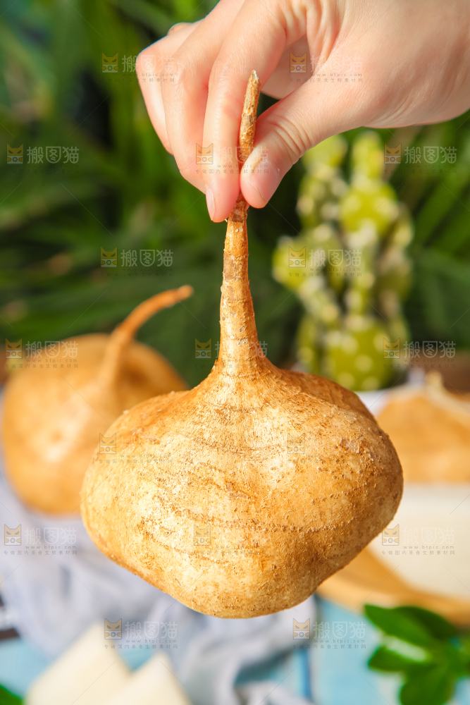 手里拿着白凉薯