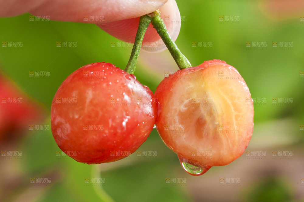 手里拿着黄樱桃