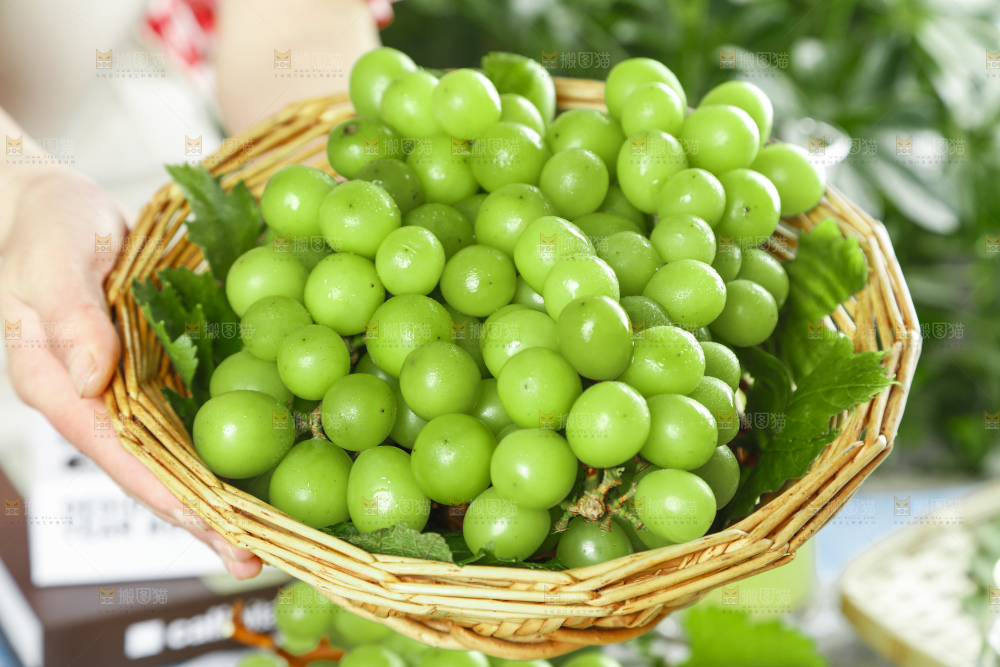 手里拿着一篮子无籽青提