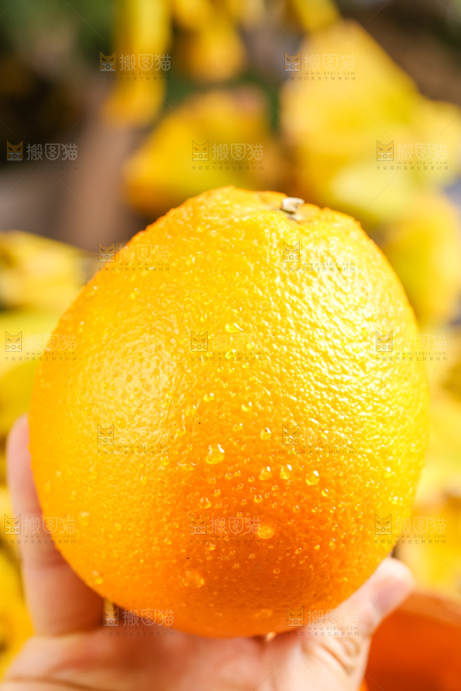 叶子上的新鲜脐橙