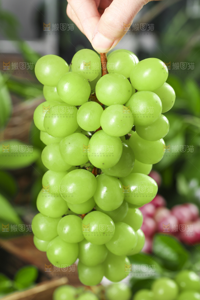 手里拿着无籽青提