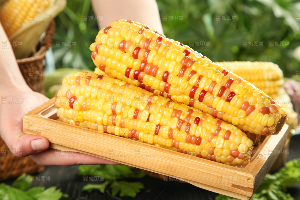 花糯玉米熟
