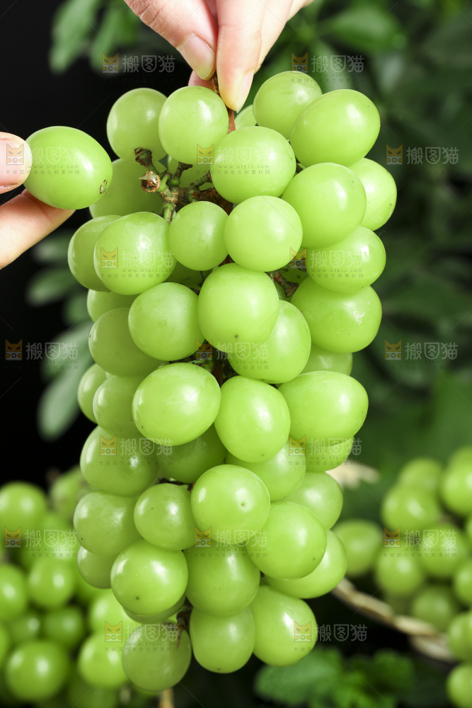 手里拿着无籽青青提