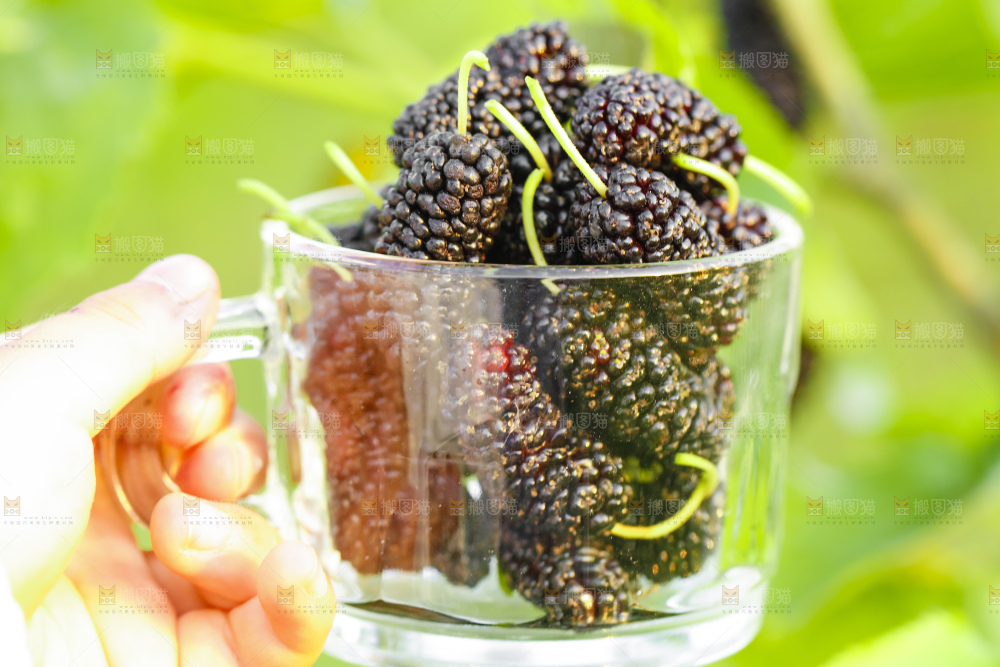杯子里装着桑葚