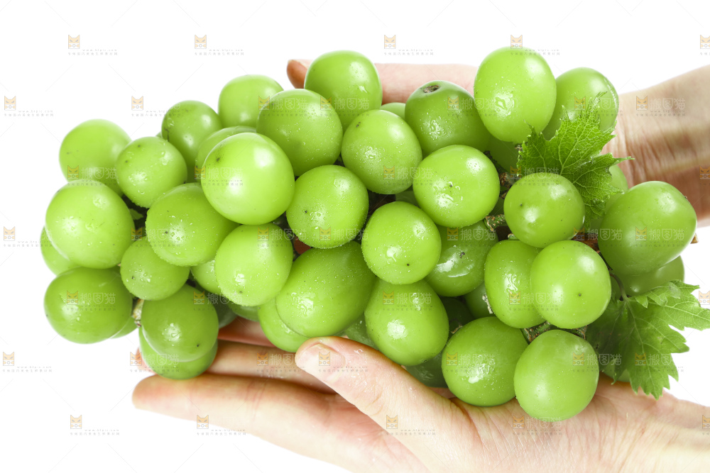 手里拿着无籽青提
