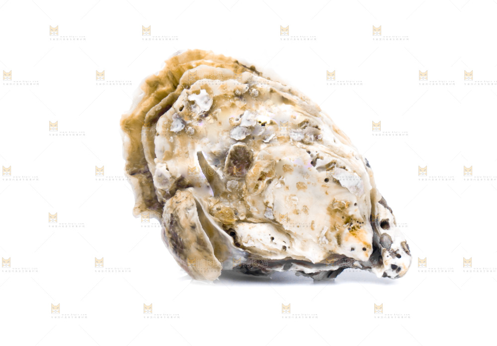 浅底上的海蛎子