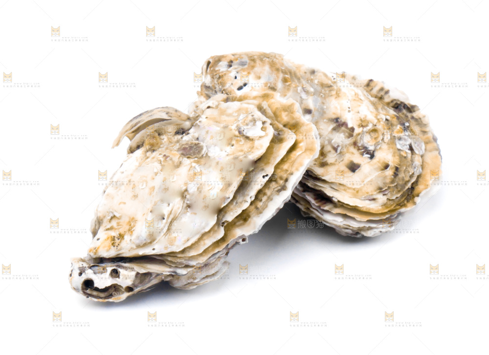 浅底上的海蛎子