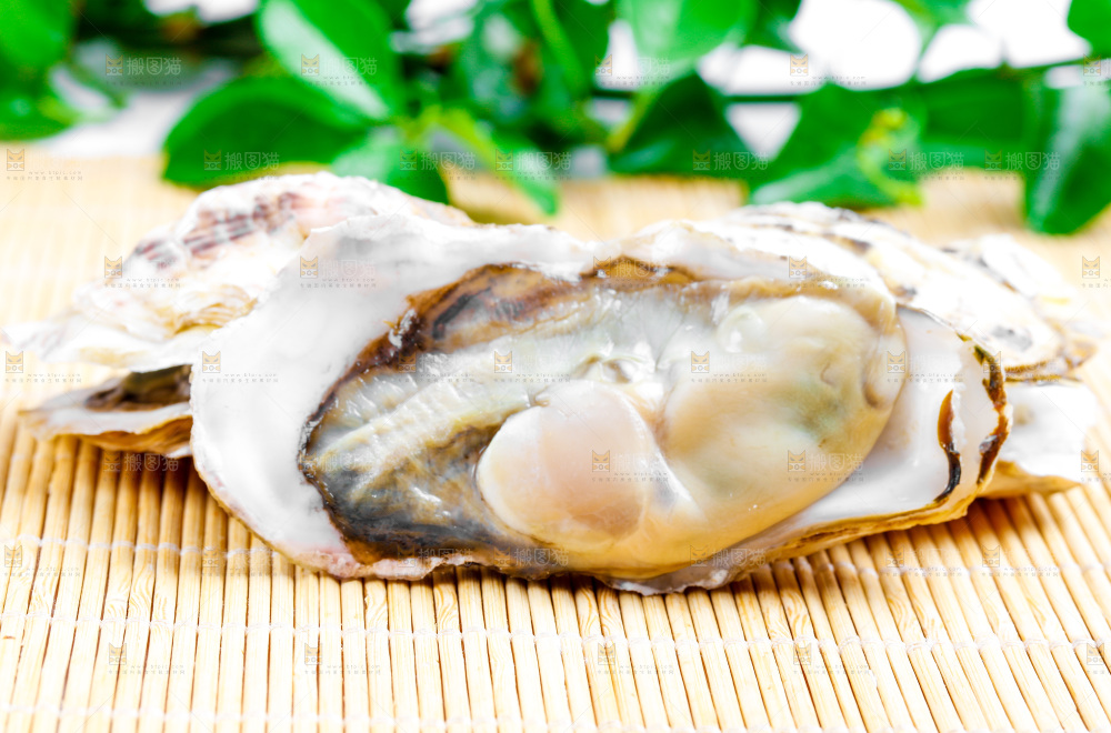 木底上放着乳山生蚝