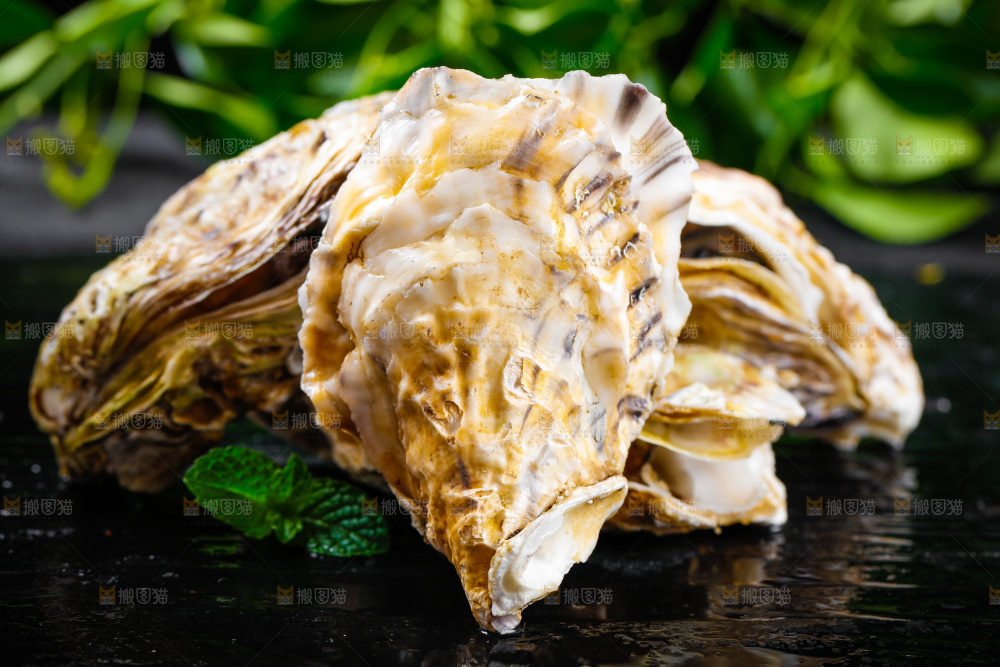黑底上放着海蛎子