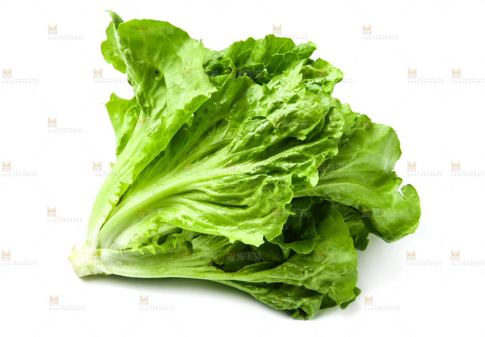 白底上的生菜