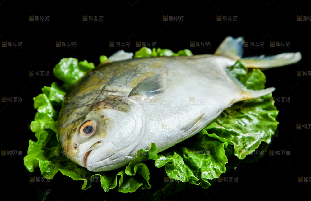 黑底上的金鲳鱼