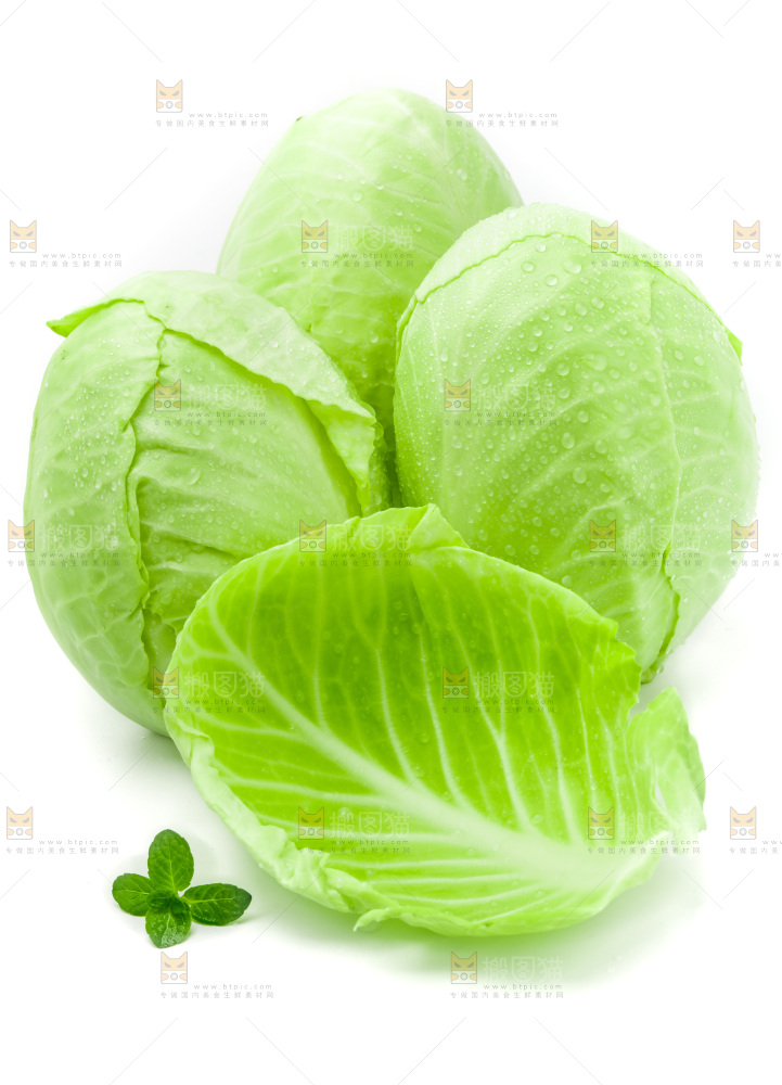 新鲜包菜放在白底上