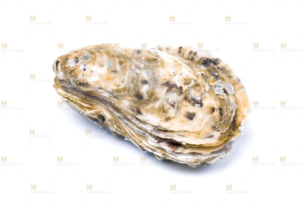 浅底上的海蛎子