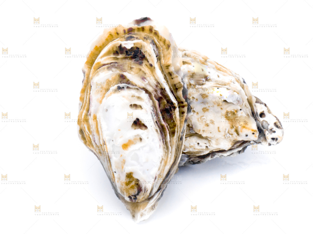 白底上的乳山生蚝