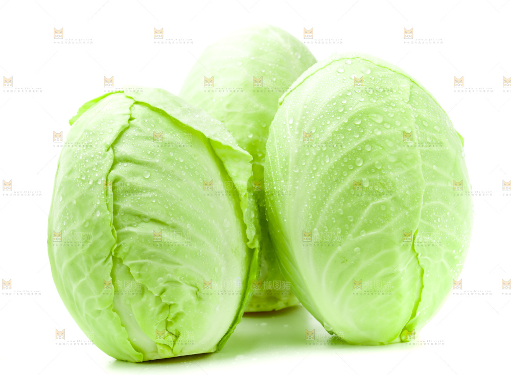新鲜包菜放在白底上