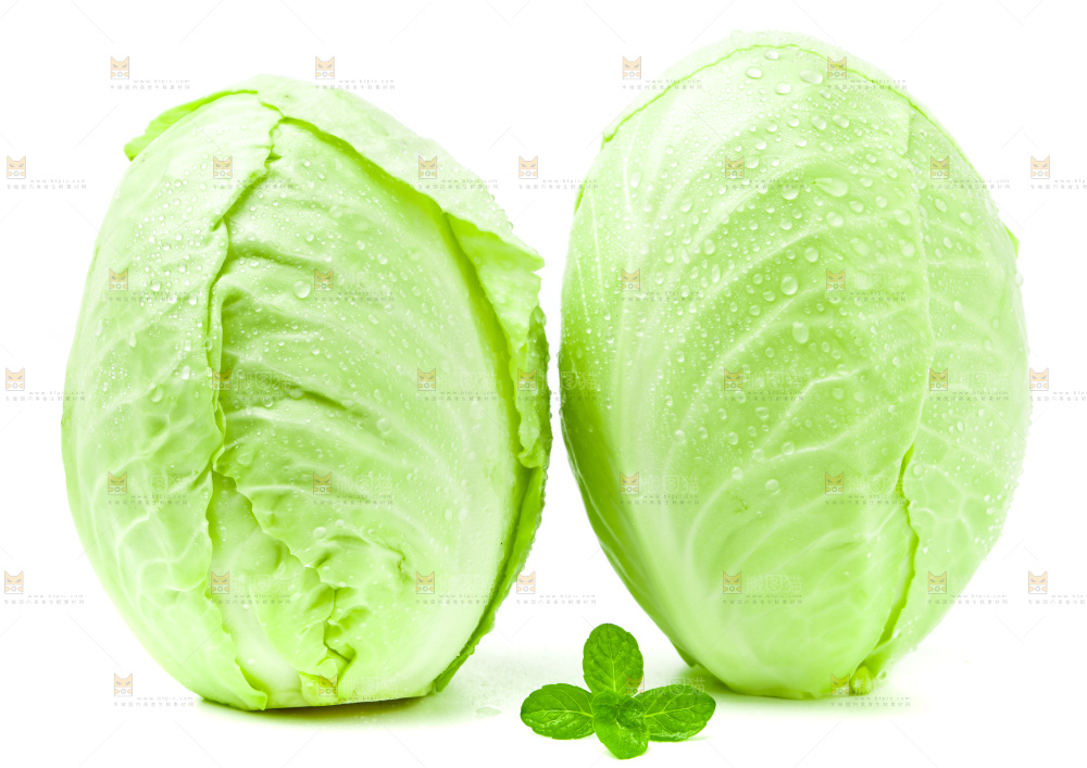 新鲜包菜放在白底上