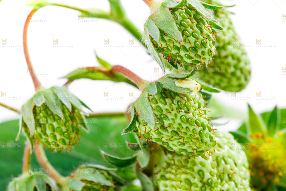 白底上的新鲜草莓